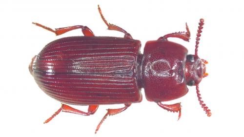 Réf. 244 939 : Uloma culinaris